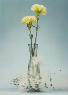 Martin Klimas - Ohne Titel (Dianthus)