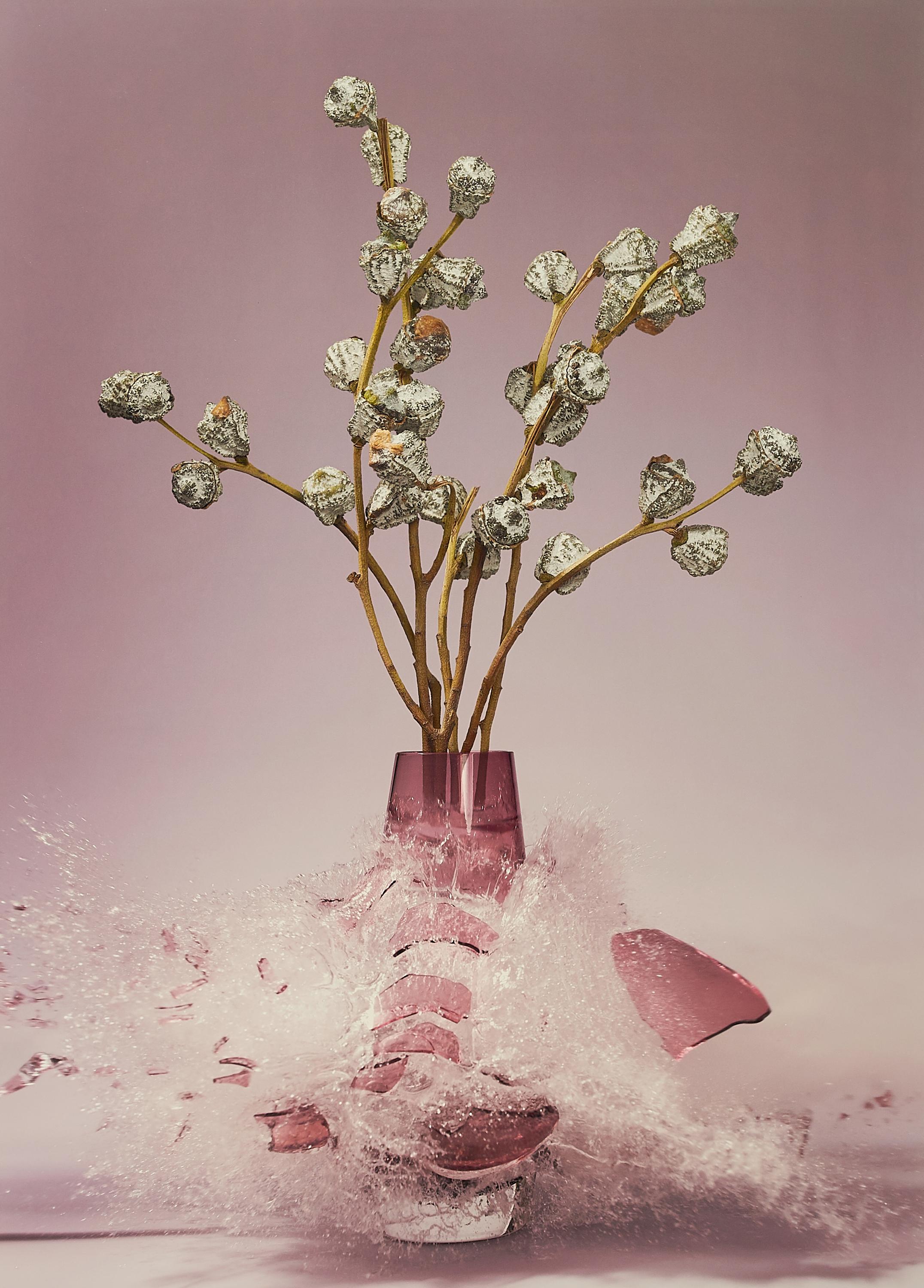 Martin Klimas - Ohne Titel (Eucalyptus)