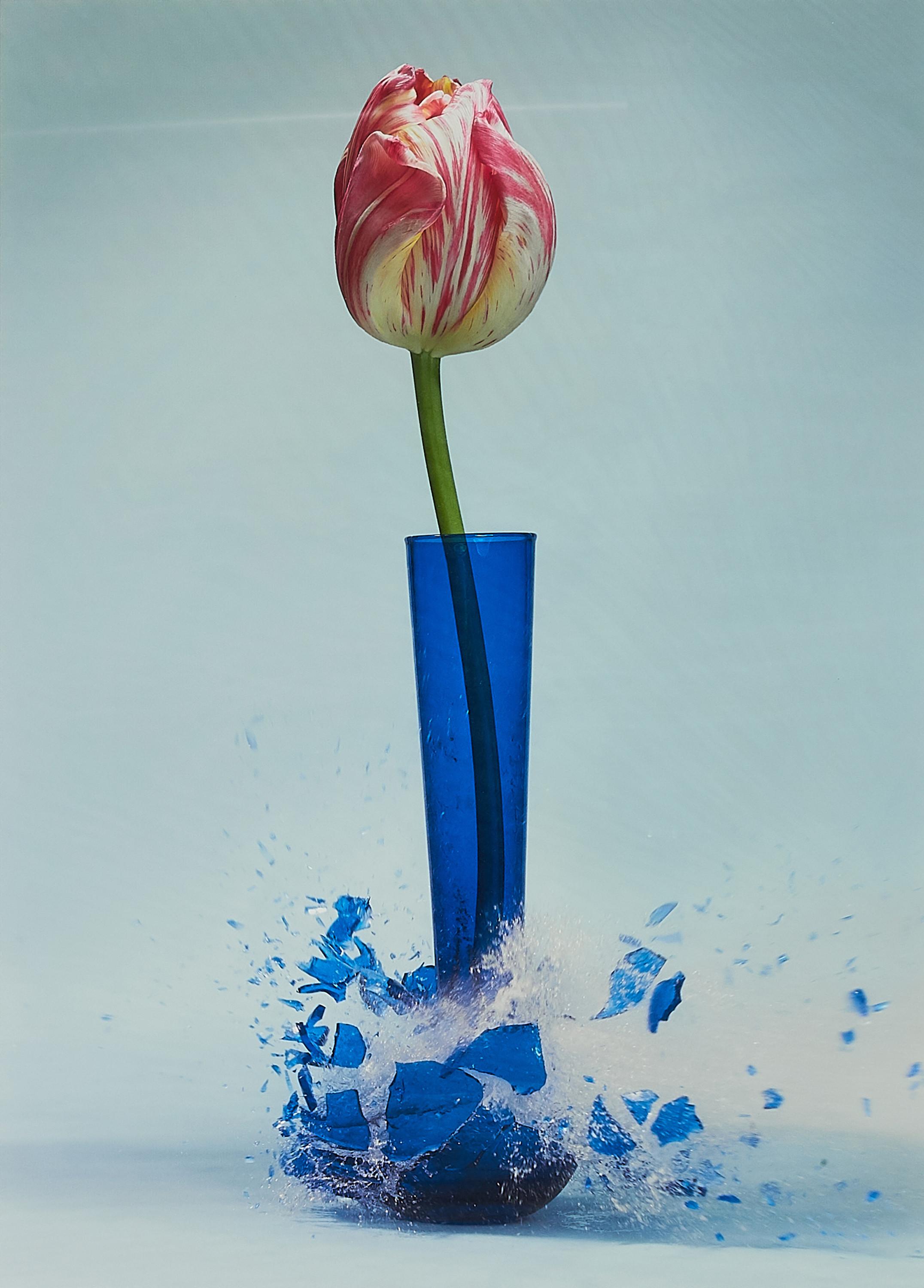 Martin Klimas - Ohne Titel (Tulipa II).