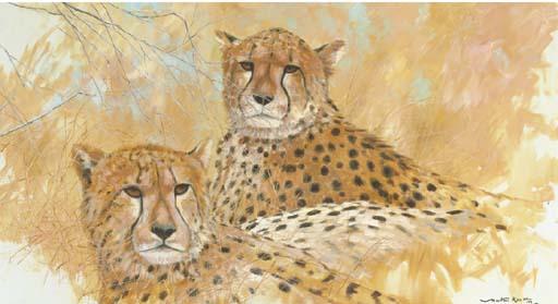 Martin Koch - Cheetah