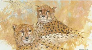 Martin Koch - Cheetah