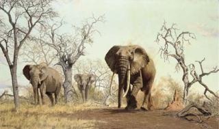 Martin Koch - Elephants