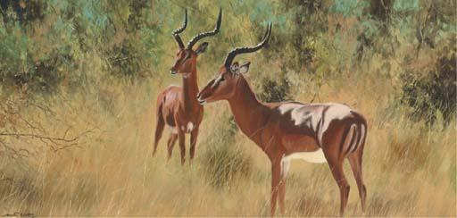 Martin Koch - Impala