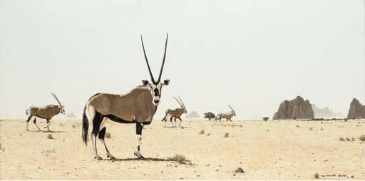 Martin Koch - Kalahari Gemsbock