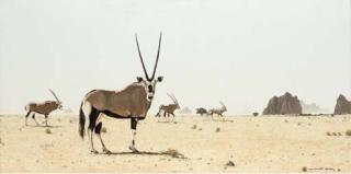 Martin Koch - Kalahari Gemsbock