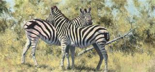 Martin Koch - Two Zebra
