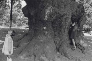 Martin Parr - Major Oak, Sherwood Forest, C. 1975