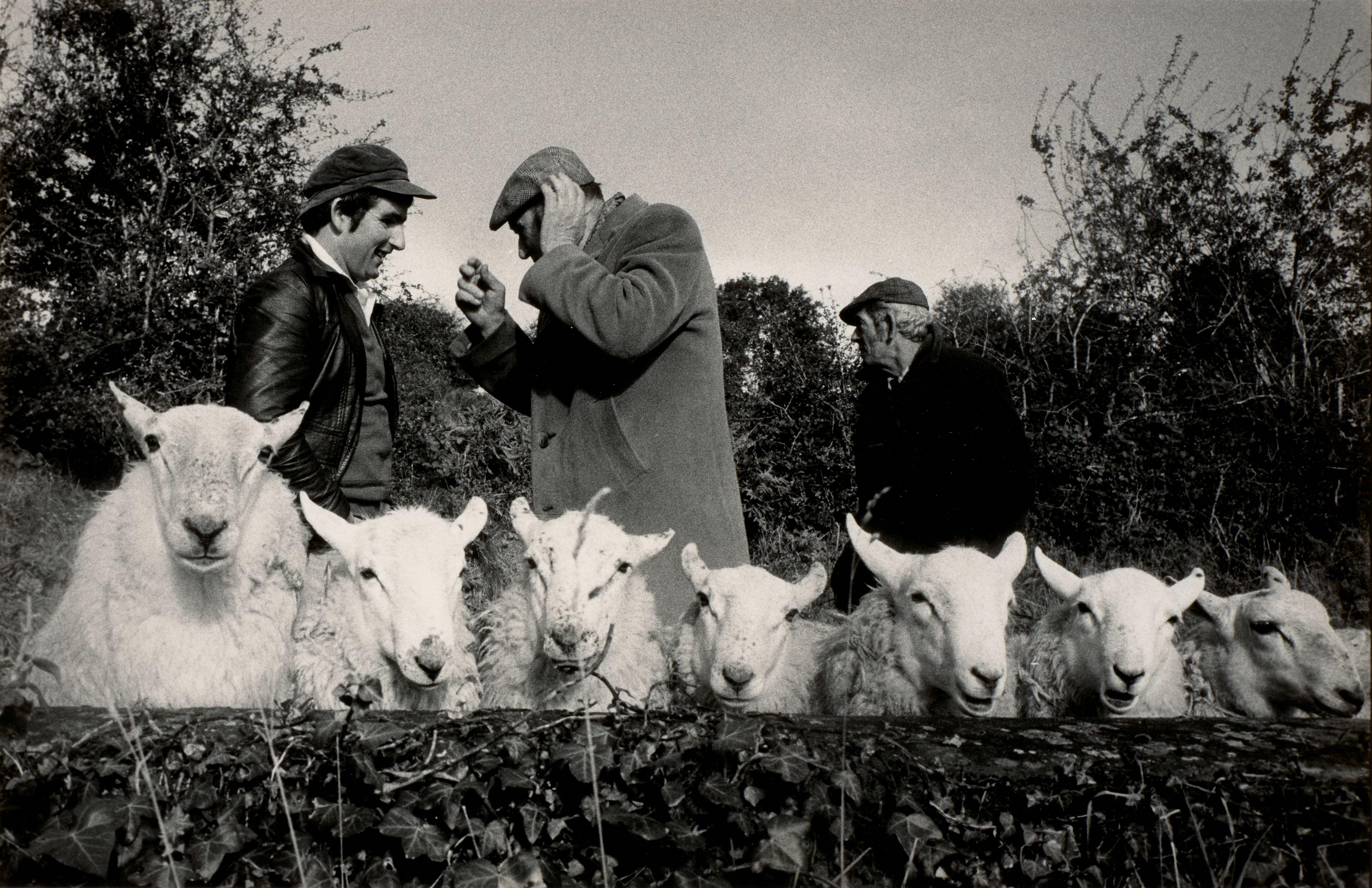 Martin Parr - Manorhamilton Sheep Fair, Ireland