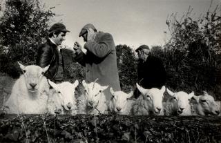 Martin Parr - Manorhamilton Sheep Fair, Ireland