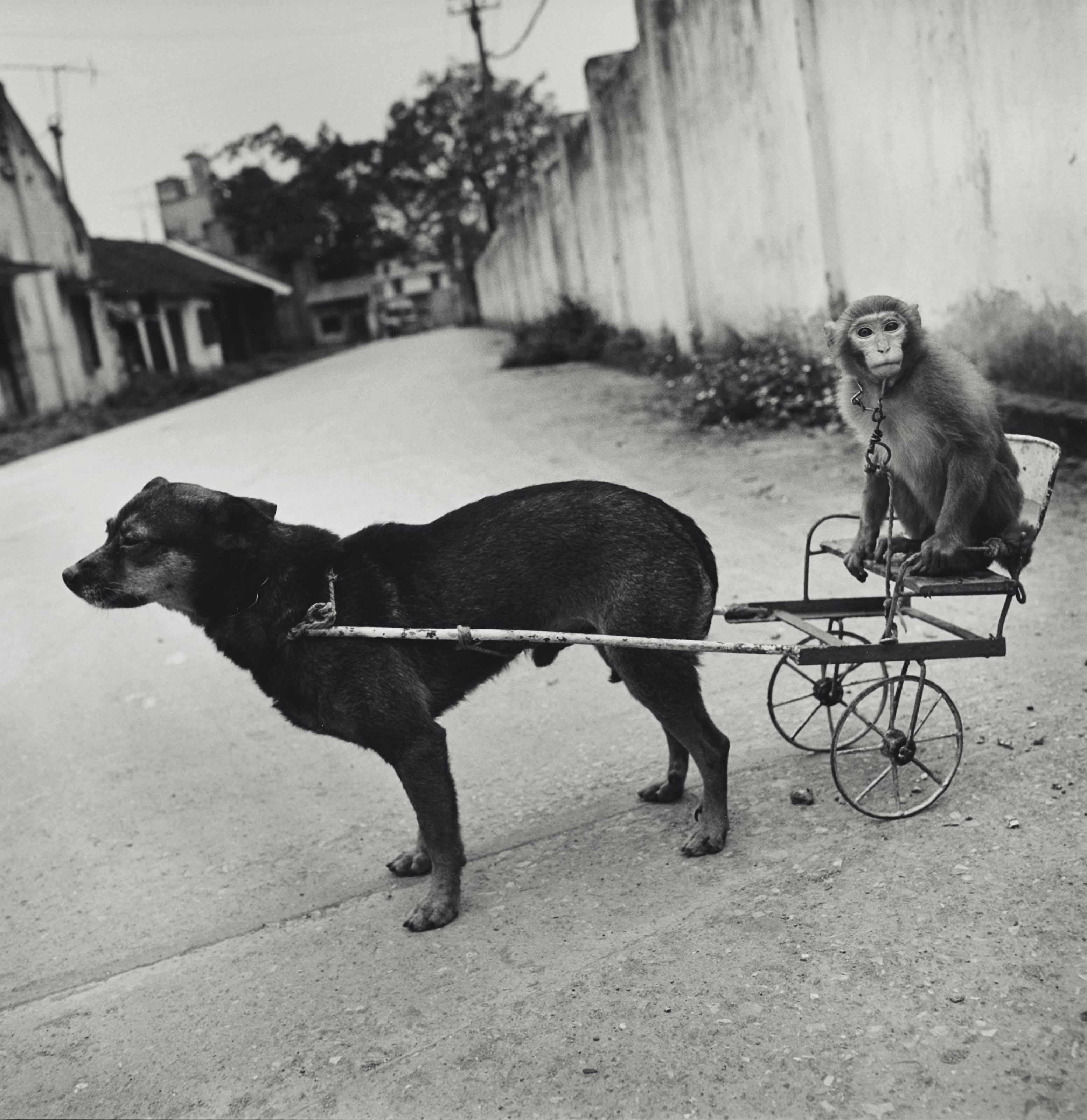 Mary Ellen Mark - A Dog Pulling a Monkey, National Circus of Vietnam, Lenin Park, Hanoi, Vietnam, 1994
