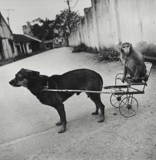 Mary Ellen Mark - A Dog Pulling a Monkey, National Circus of Vietnam, Lenin Park, Hanoi, Vietnam, 1994