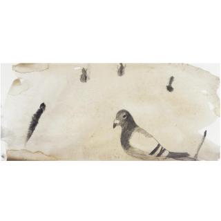 Mary Newcomb - Young Pigeon Sees Some White Bread