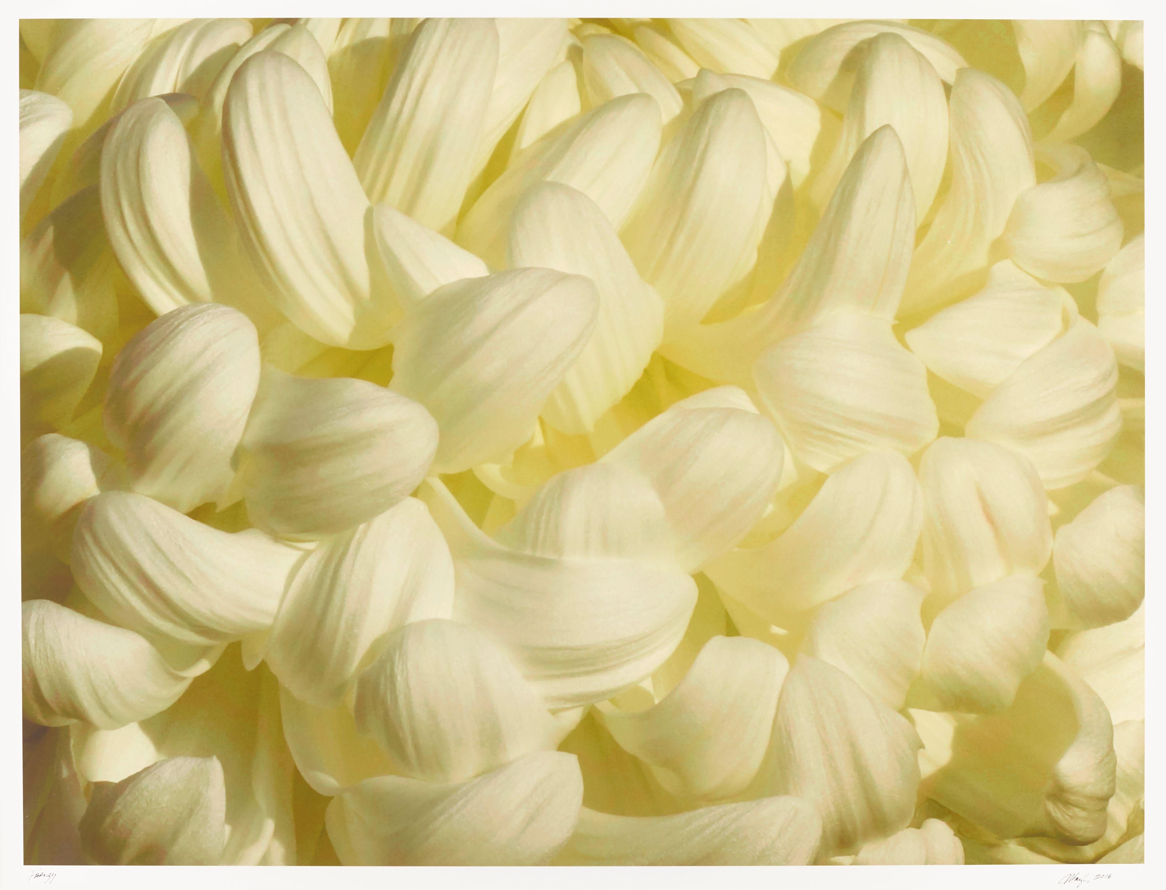 Maryl Levine - Frenzy