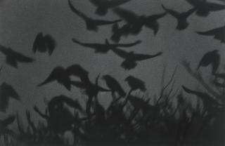 Masahisa Fukase - \'Kanagawa\' (From The Solitude Of Ravens)