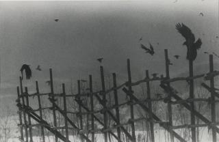 Masahisa Fukase - \'Nayoro\' (From The Solitude Of Ravens)