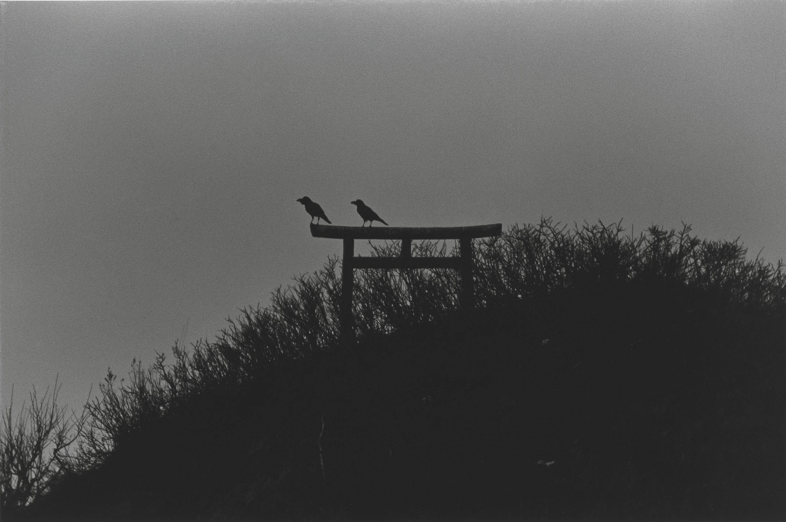 Masahisa Fukase - Untitled, From The Solitude of Ravens, 1977
