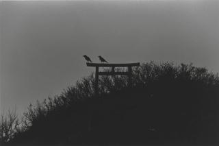 Masahisa Fukase - Untitled, From The Solitude of Ravens, 1977