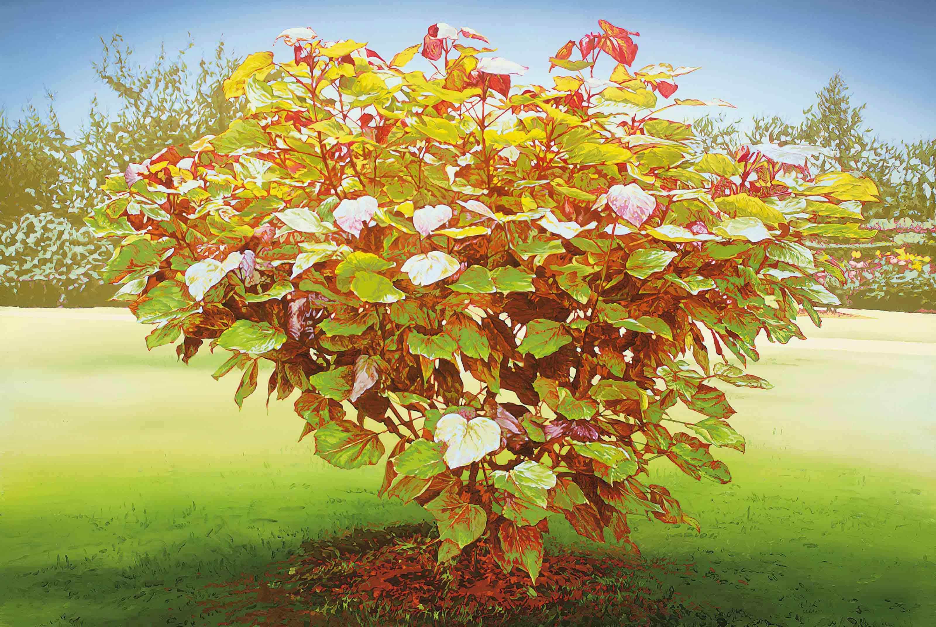 Masakatsu Kondo - Young Purpurea