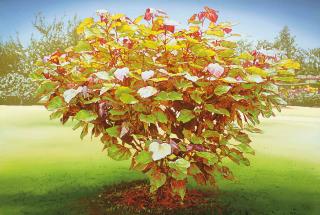 Masakatsu Kondo - Young Purpurea