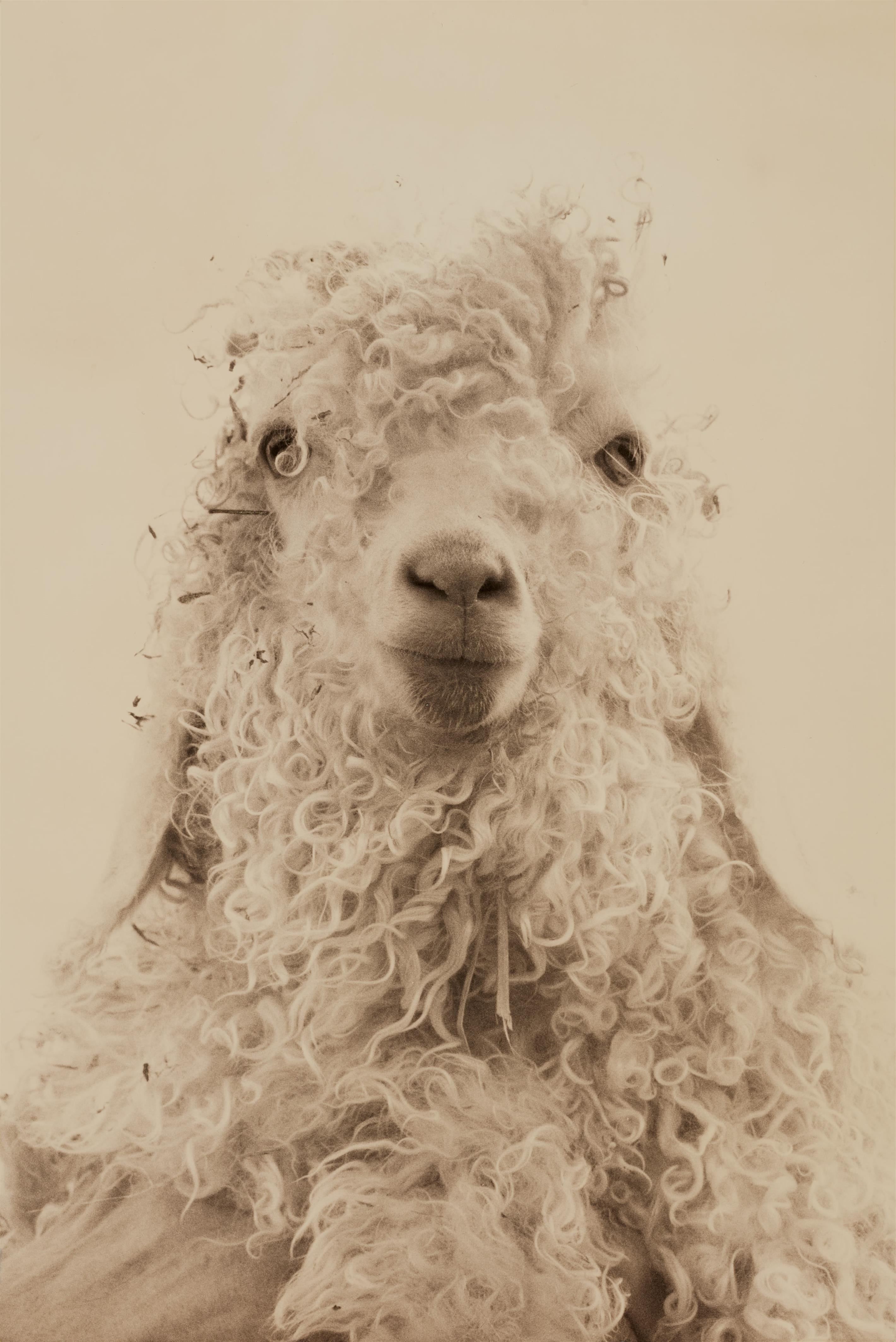 Masao Yamamoto - #5003 (aus der Serie: La Vie Simple)