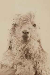 Masao Yamamoto - #5003 (aus der Serie: La Vie Simple)