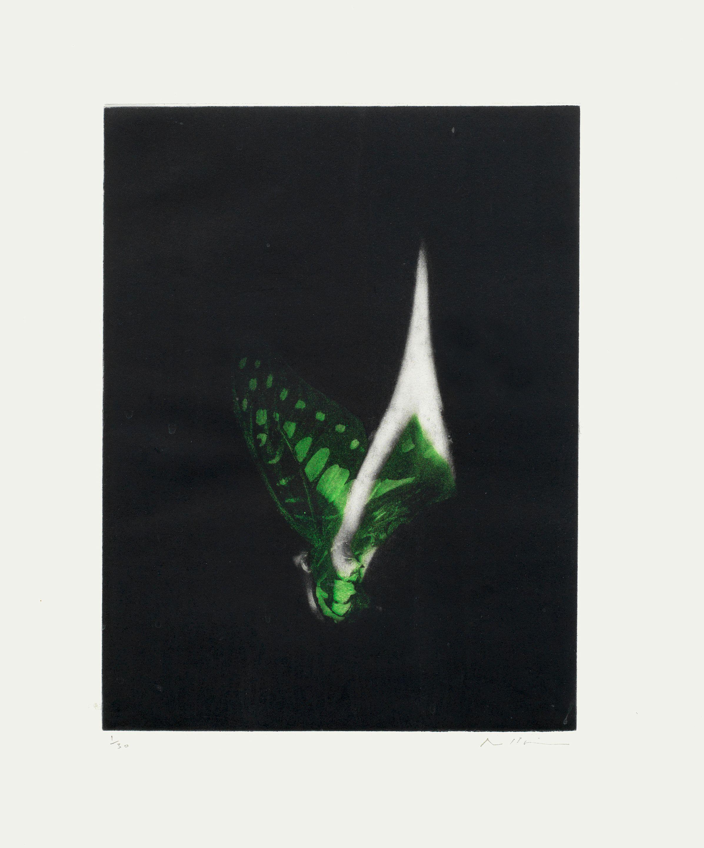 Mat Collishaw - Burning Butterfly