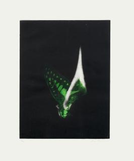 Mat Collishaw - Burning Butterfly