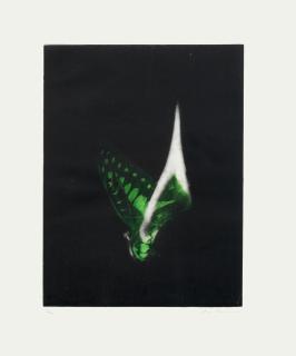 Mat Collishaw - Burning Butterfly