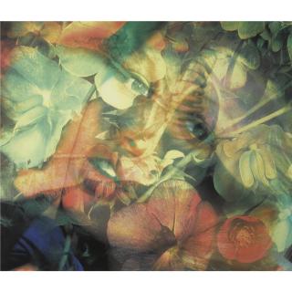 Mat Collishaw - Flesheater 4