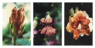 Mat Collishaw - (i)   Infectious flowers (Zoster of supravicular dermatomes) (ii)  Infectious flowers (Metastases from a malignant melanoma) (iii) Infectious flowers (Intra epidermal carcinoma)