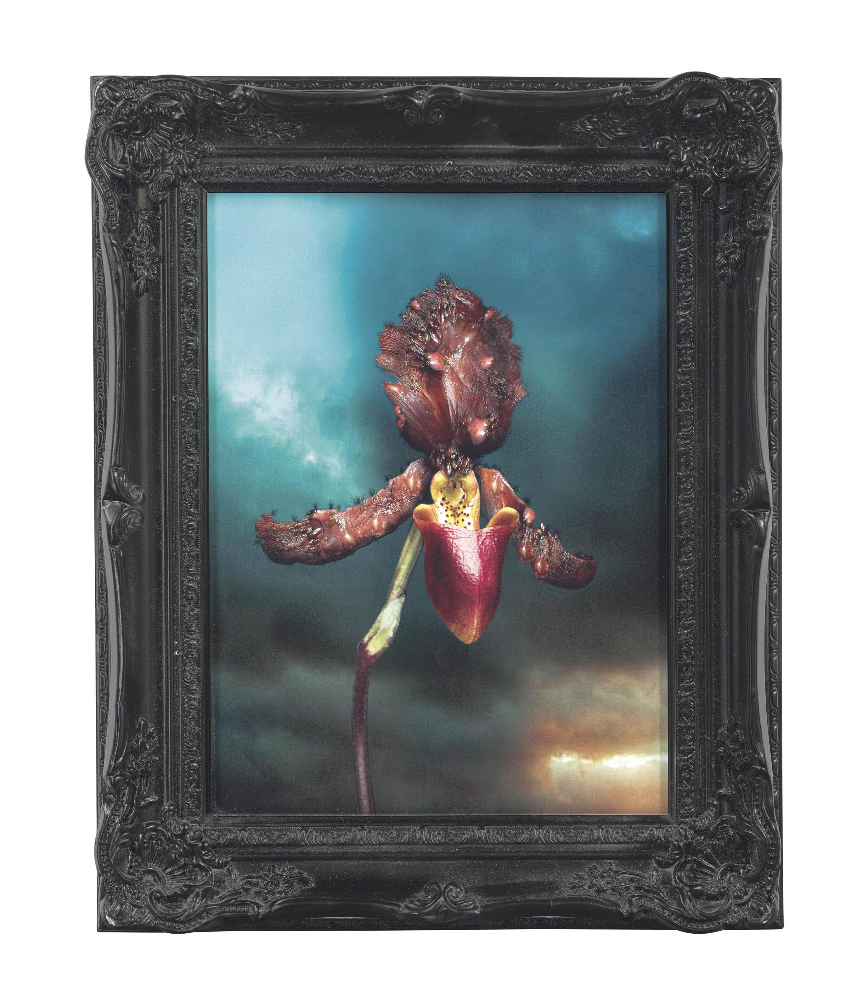 Mat Collishaw - Infectious Orchid 02