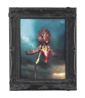 Mat Collishaw - Infectious Orchid 02
