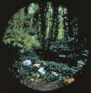 Mat Collishaw - The Awakening of Conscience, Emily