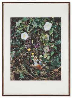 Mat Collishaw - Who Killed Cock Robin