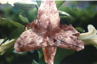 Matt Collishaw - Infectious Flowers II, Zoster of Supravicular Dermatomes