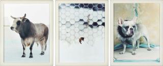 Matthew Barney - Cremaster 2: Drone Ensemble