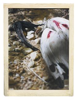 Matthew Barney - River Of No Return