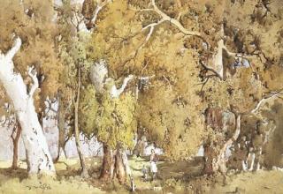 Matthew James Macnally - Sylvan Glade