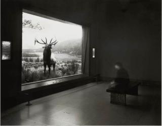 Matthew Pillsbury - Self-portrait Contemplating Wapiti, 2004