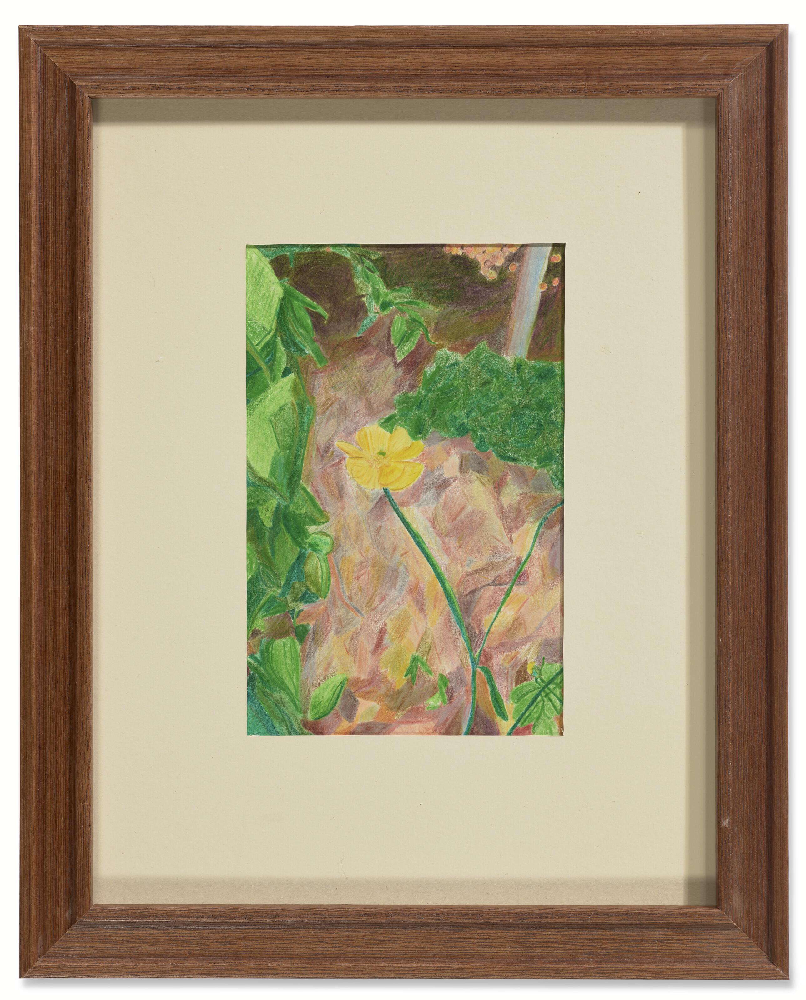 Matthew Shoup - Meadow Buttercup, Hudson Valley, Early Evening