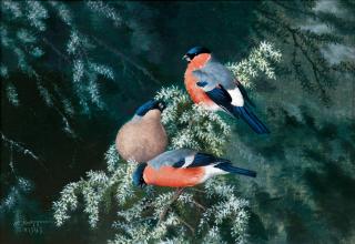 Matti Karppanen - Bullfinches.