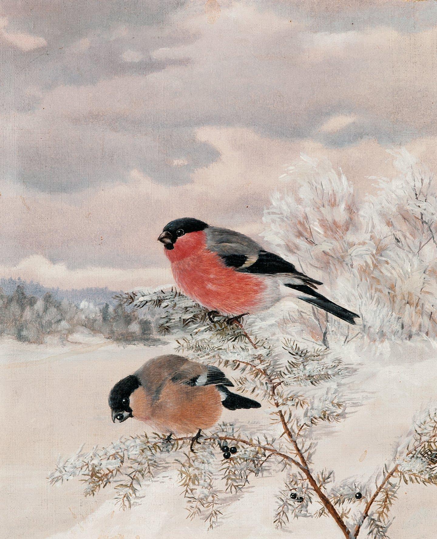Matti Karppanen - Bullfinches.