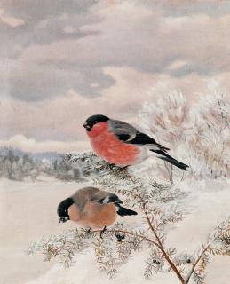 Matti Karppanen - Bullfinches.