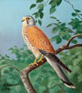 Matti Karppanen - Common Kestrel.