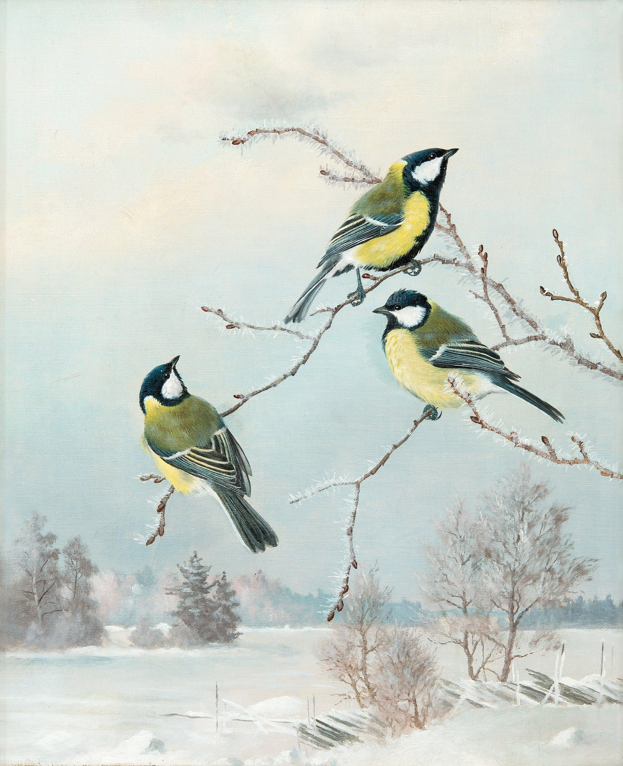 Matti Karppanen - Great Tits.