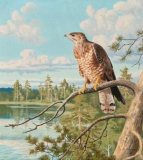 Matti Karppanen - Sparrowhawk.