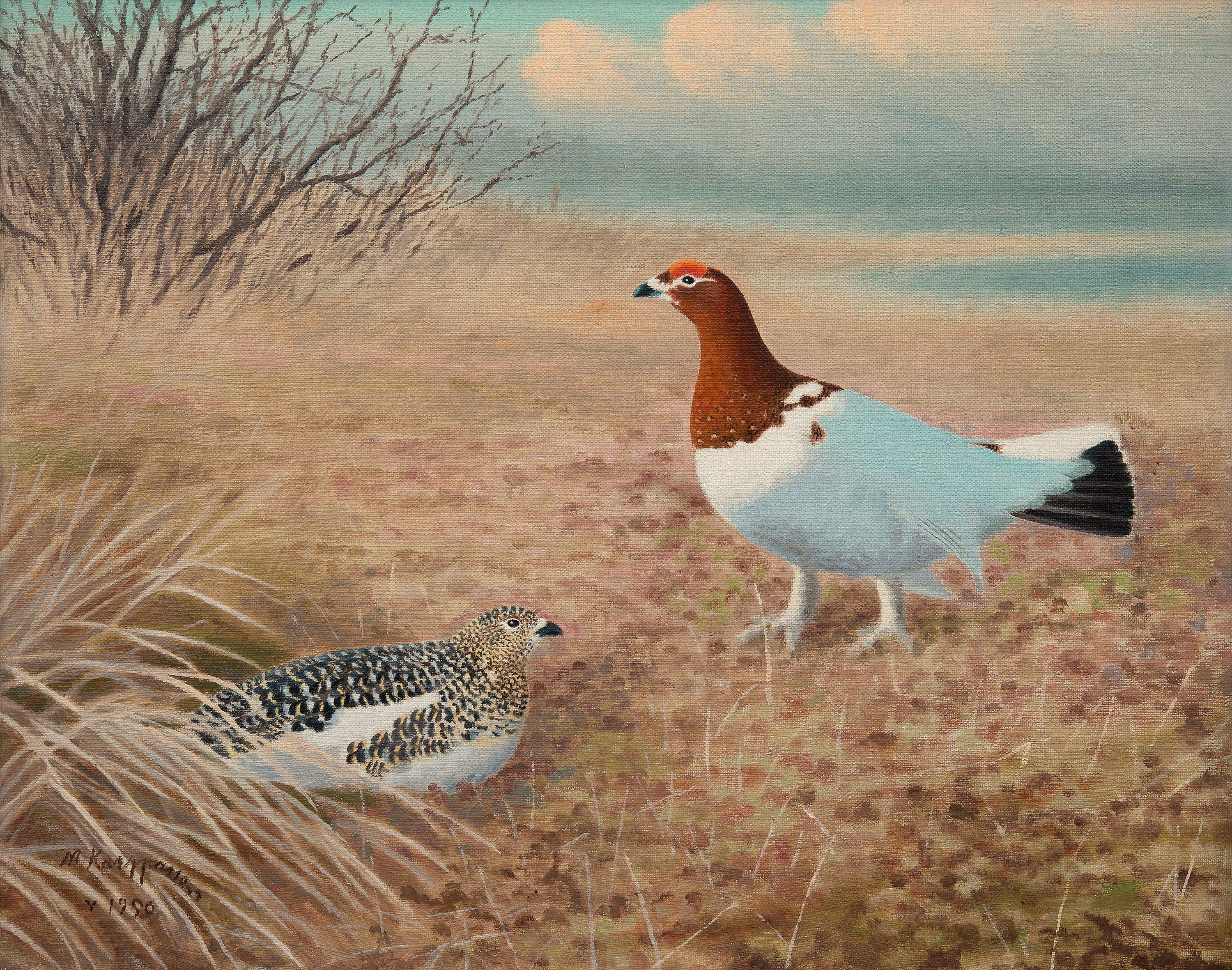 Matti Karppanen - Willow Grouse.