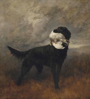 Maud Earl - A black retriever in an extensive mountainous landscape