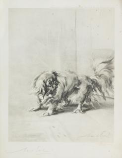 Maud Earl - \'Rosalie\' - A Pekingese