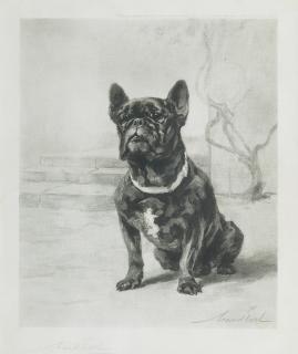 Maud Earl - The French Bulldog, \'Qui Qui\' of Amersham